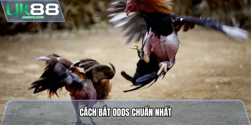 Cách bắt Odds chuẩn nhất