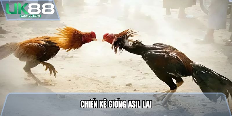 Chiến kê giống Asil lai