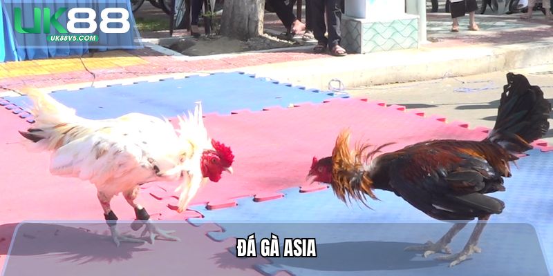 Đá Gà Asia - Tiền Thưởng Nạp Khủng, Hoàn Trả Mỗi Ngày
