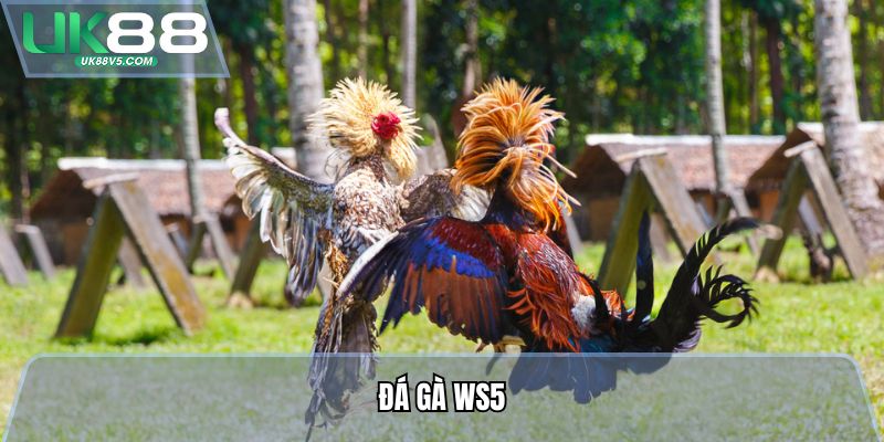 Đá Gà WS5 - Trực Tiếp Siêu Nét, Cược Thả Ga Thắng Lớn