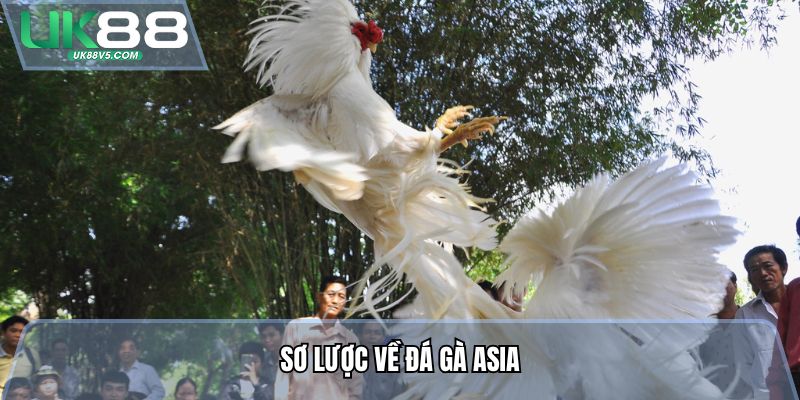 Sơ lược về đá gà Asia