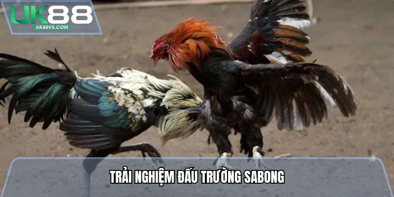Trải nghiệm đấu trường Sabong