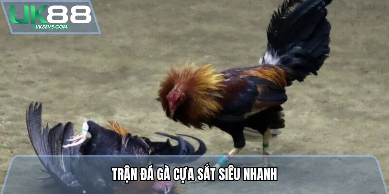 Trận đá gà cựa sắt siêu nhanh